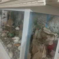 آکواریوم|ماهی|زاهدان, |دیوار