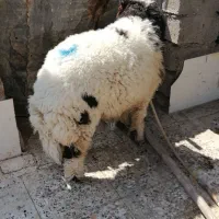 بره نر