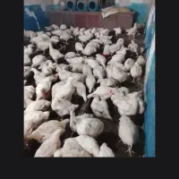 مرغ گوشتی|حیوانات مزرعه|مشگین شهر, |دیوار