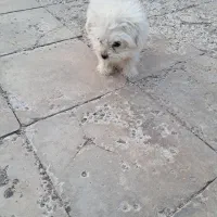 سگ شیتزو|سگ|بم, |دیوار