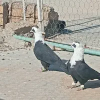 کفتر مخمل کاکلی پرشی