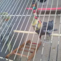 عروس|پرنده|رضویه, |دیوار