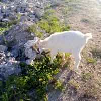 معاوضه پازن یک ساله با دو کره پنج ماه ماده