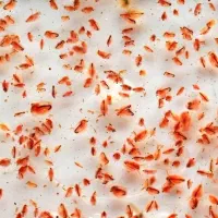 دافنی و برگ کاتاپا|ماهی|شیراز, میانرود|دیوار