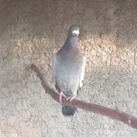 حراج