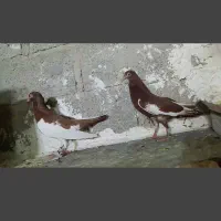 دم چتری . یهودی|پرنده|مهر, |دیوار