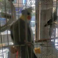 عروس هلندی مولد ۴۰۰ قیمت مناسب