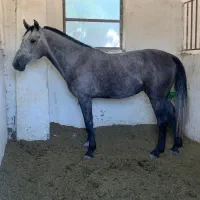 نیازمند کارگر  اسب