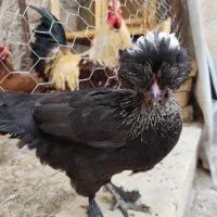 مرغ و خروس کاکلی پاپر نژاد دار تزئینی|حیوانات مزرعه|قم, مهدیه|دیوار