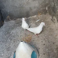 کبوتر|پرنده|بردسکن, |دیوار