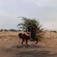 مادیان 7 سال