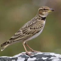 سهره قناری خاکی قرص