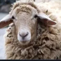 گوسفند قربانی مصرفی خانوار تعاونی زیر قیمت بازار