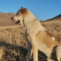 سگ پژدر|سگ|خلخال, |دیوار
