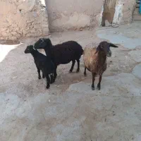 میش بره دار و ابستن|حیوانات مزرعه|ساوه, |دیوار
