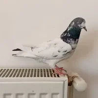 تعداد‌ی‌کفتر