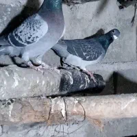 مسافتی|پرنده|مشگین شهر, |دیوار