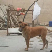 پیتبول سرابی|سگ|بومهن, |دیوار