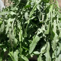 برگ کاسنی خشگ شده