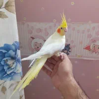 عروس هلندی ماده|پرنده|تهران, خانیآباد|دیوار