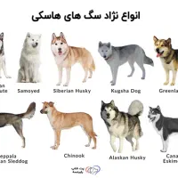 یک عدد سگ پا کوتاه پیدا شده