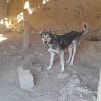 سگ سرابی ۲ ساله مناسب