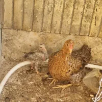 جوجه مرغ|پرنده|شیراز, شهرک پرواز|دیوار