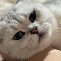 اسکاتیش سیلور باردار