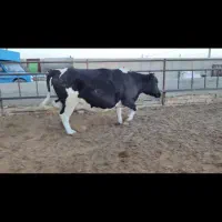 ماده گاو جوان