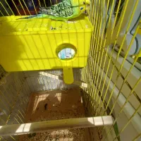 مرغ عشق مولد