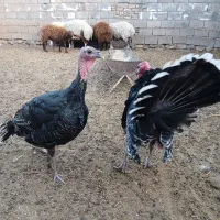 فروش یک جفت بوقلمون