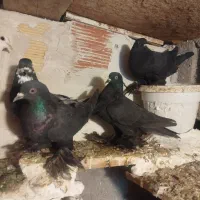 کبوتر قره اویناخ و تهرانی