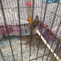 سهره قناری|پرنده|تهران, مختاری|دیوار