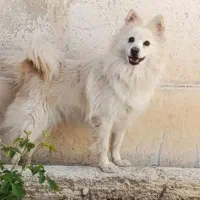 سپگ پامر روباهی ماده