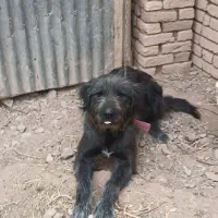 قدرجانی|سگ|قزوین, |دیوار