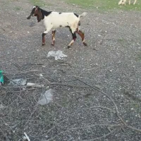 فروش بز|حیوانات مزرعه|میناب, |دیوار