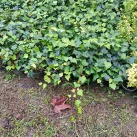 گل پاپیتال یا عشقه سبز