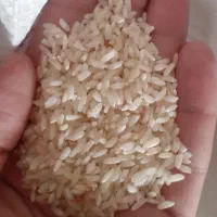 عنبربو کارزان