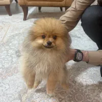 سگ پامرانین بوفیس (خرسی)