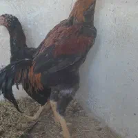 مرغ و خروس لاری لاری معاوضه