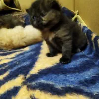 بچه گربه پرشین اسکاتیش|گربه|گنبد کاووس, |دیوار