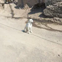 دل‌گله‌ای