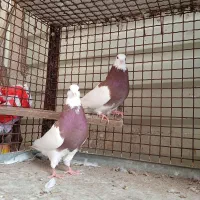 طوق سرخ|پرنده|شیراز, کوزه گری|دیوار