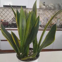 سرحال و شاداب گل|گل و گیاه طبیعی|سبزوار, فیاض|دیوار