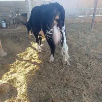 گاو شیری|حیوانات مزرعه|سده (خراسان جنوبی), |دیوار