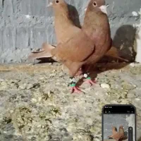 ده تا کفتر با کرمانی