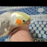 دوعددعروس هلندی بالغ ماده دستی|پرنده|تهران, مهرآباد|دیوار