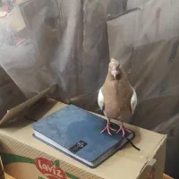 سینه زرد پرتغالی|پرنده|صدرا-فارس, فاز ۱|دیوار