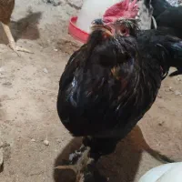 تخم مرغ نطفه دار|حیوانات مزرعه|مشگین شهر, |دیوار