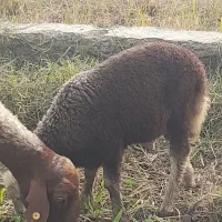 گوسفند وره مار بره نر|حیوانات مزرعه|قائمشهر, |دیوار